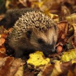 Igel, Herbst, Garten, Farben Des Herbstes, Natur, Blatt