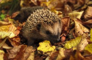 Igel, Herbst, Garten, Farben Des Herbstes, Natur, Blatt Igel, Herbst, Garten, Farben Des Herbstes, Natur, Blatt