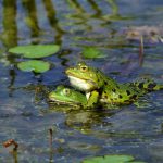 Frosch, Frösche, Amphibien