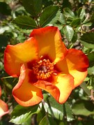 Rose, Blume, Frühling, Orange, Mai